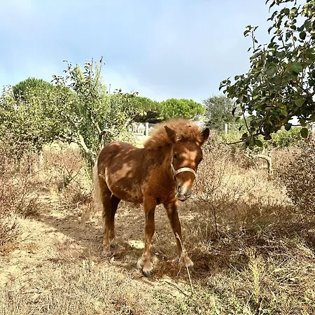Gasthof The Blanco Ericeira São Pedro da Cadeira