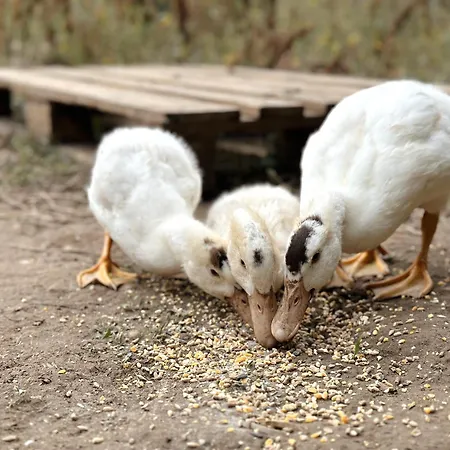 Gasthof The Blanco Ericeira São Pedro da Cadeira