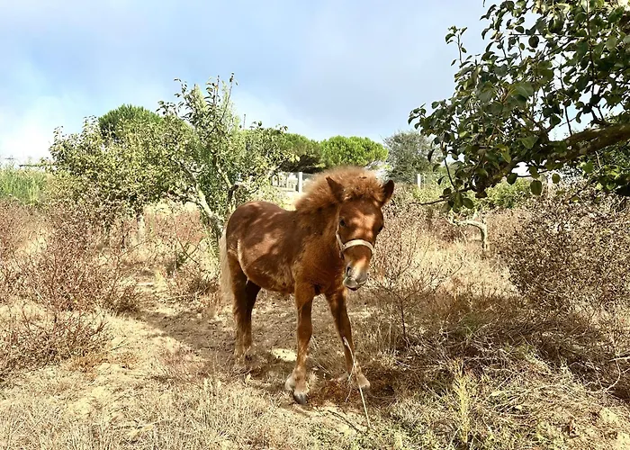 Gæstehus The Blanco Ericeira São Pedro da Cadeira