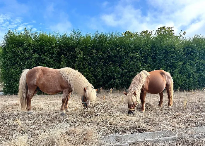 Gæstehus The Blanco Ericeira