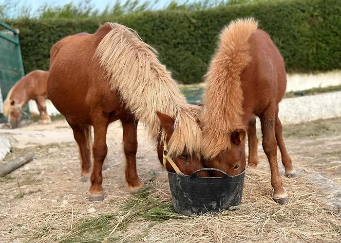 Gæstehus The Blanco Ericeira São Pedro da Cadeira