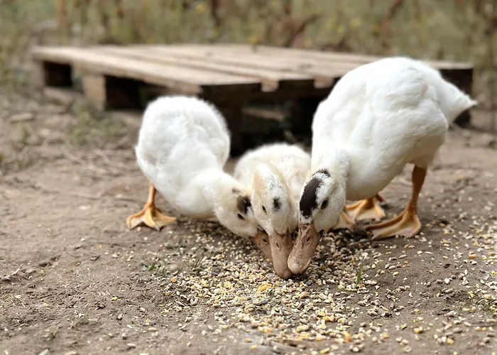 Gæstehus The Blanco Ericeira São Pedro da Cadeira